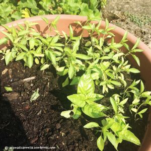 27 settembreIMG_7970