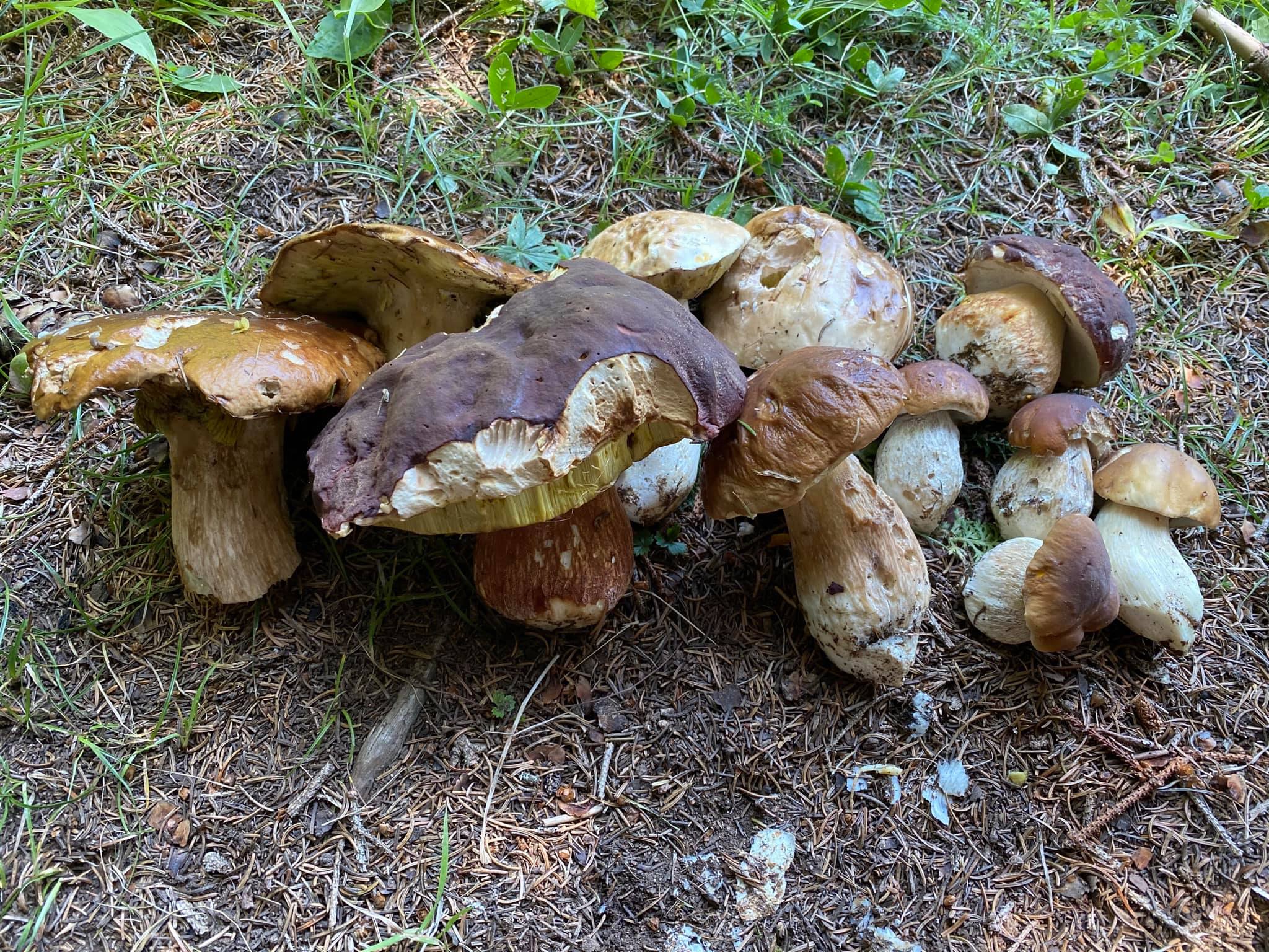 117315491_2627504090843912_1560505401709005545_o