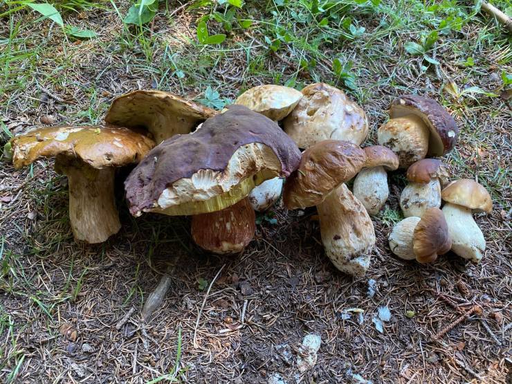 117315491_2627504090843912_1560505401709005545_o